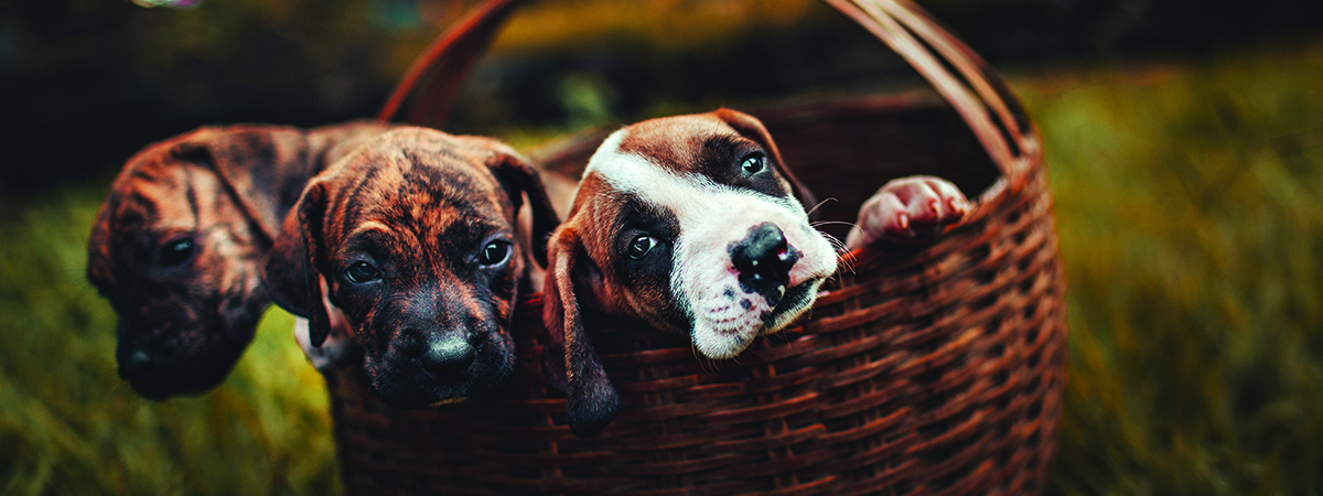 Cute puppies banner