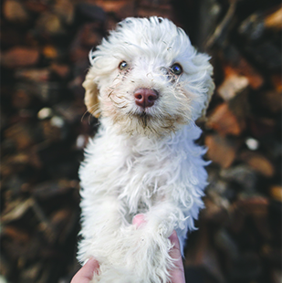 Puppy 1