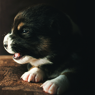 Puppy 2