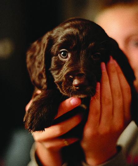 Puppy 3