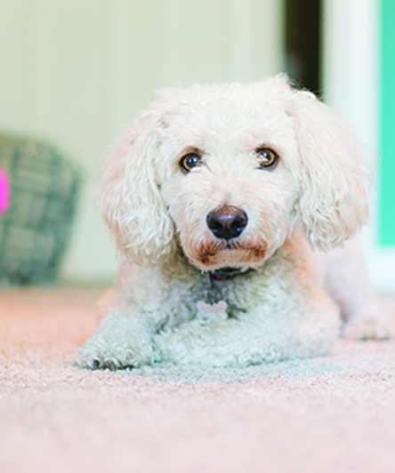 Puppy 4